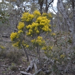 Acacia boormanii (Snowy River Wattle) at Bolaro, NSW - 7 Oct 2016 by DavidMcKay