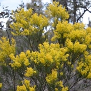 Acacia boormanii at Bolaro, NSW - 7 Oct 2016