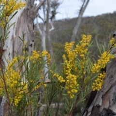 Acacia boormanii at Bolaro, NSW - 7 Oct 2016