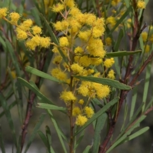 Acacia boormanii at Bolaro, NSW - 7 Oct 2016