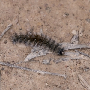 Anthela (genus) immature at Paddys River, ACT - 23 Aug 2017