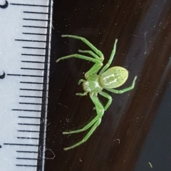 Lehtinelagia sp. (genus) (Flower Spider or Crab Spider) at Symonston, ACT - 25 Aug 2017 by Mike