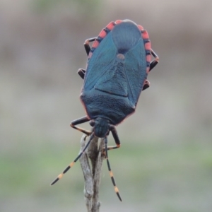 Notius depressus at Tharwa, ACT - 28 Apr 2015 06:13 PM