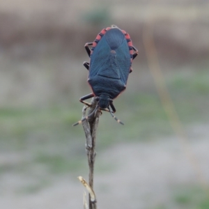 Notius depressus at Tharwa, ACT - 28 Apr 2015