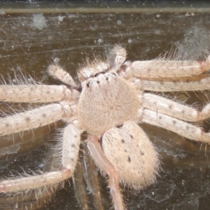 Sparassidae (family) at Conder, ACT - 26 Mar 2015 10:54 PM