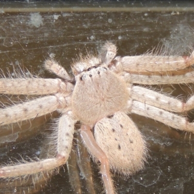 Sparassidae (family) (A Huntsman Spider) at Conder, ACT - 26 Mar 2015 by MichaelBedingfield