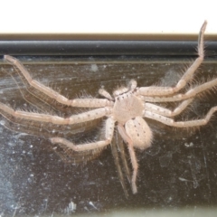 Sparassidae (family) at Conder, ACT - 26 Mar 2015