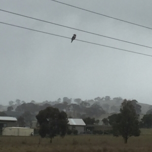 Dacelo novaeguineae at Royalla, NSW - 27 Aug 2017