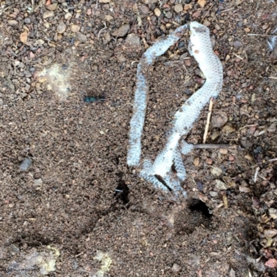 Aprasia parapulchella (Pink-tailed Worm-lizard) at Googong, NSW - 12 Nov 2015 by Wandiyali