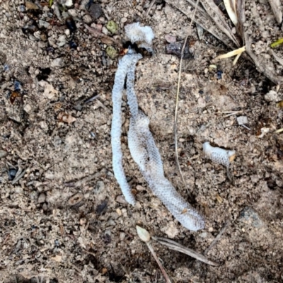 Aprasia parapulchella (Pink-tailed Worm-lizard) at Googong, NSW - 22 Dec 2016 by Wandiyali