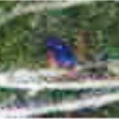 Ceyx azureus (Azure Kingfisher) at Jerrabomberra Wetlands - 21 Feb 2013 by MattM