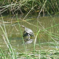 Chelodina longicollis (Eastern Long-necked Turtle) at Latham, ACT - 25 Dec 2010 by Christine