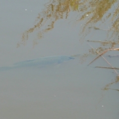 Cyprinus carpio (Common Carp) at Umbagong District Park - 29 Dec 2010 by Christine