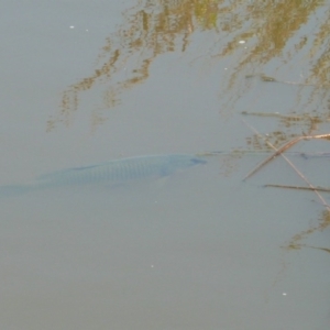 Cyprinus carpio at Latham, ACT - 29 Dec 2010 10:47 AM