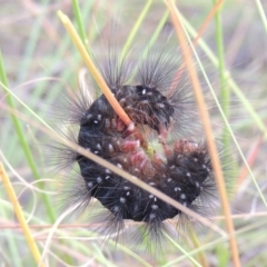 Paramsacta marginata (Donovan's Tiger Moth) at Greenway, ACT - 19 Feb 2015 by MichaelBedingfield