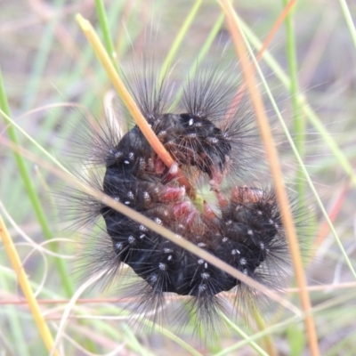 Aloa marginata (Donovan's Tiger Moth) at Greenway, ACT - 19 Feb 2015 by michaelb