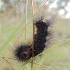 Aloa marginata at Greenway, ACT - 19 Feb 2015