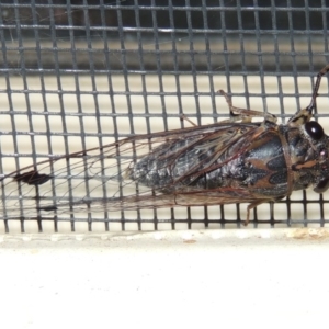 Galanga labeculata at Conder, ACT - 6 Jan 2016