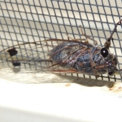 Galanga labeculata at Conder, ACT - 6 Jan 2016