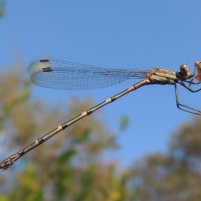 Austrolestes leda (Wandering Ringtail) at Pollinator-friendly garden Conder - 13 Apr 2015 by michaelb