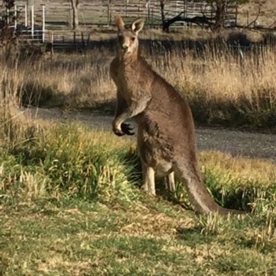 Macropus giganteus (Eastern Grey Kangaroo) at Royalla, NSW - 28 Aug 2017 by Quantumcat
