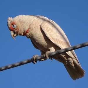 Cacatua tenuirostris at Garran, ACT - 25 Aug 2017