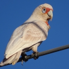 Cacatua tenuirostris at Garran, ACT - 25 Aug 2017