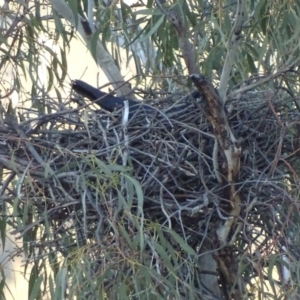 Corvus coronoides at Red Hill, ACT - 26 Aug 2017