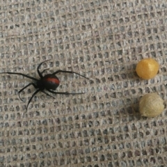 Latrodectus hasselti (Redback Spider) at Flynn, ACT - 9 Dec 2010 by Christine