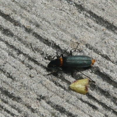 Chauliognathus lugubris (Plague Soldier Beetle) at Flynn, ACT - 29 Dec 2010 by Christine