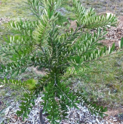 Banksia marginata (Silver Banksia) at Garran, ACT - 21 Aug 2017 by ruthkerruish