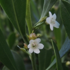 Myoporum acuminatum (Boobialla) at Murramarang National Park - 6 Jun 2014 by MichaelBedingfield