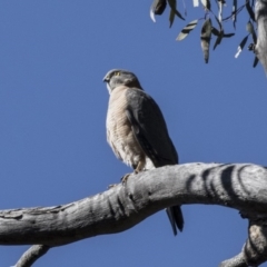 Accipiter cirrocephalus (Collared Sparrowhawk) at Acton, ACT - 27 Aug 2017 by Alison Milton