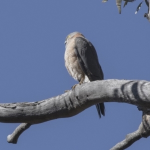 Tachyspiza cirrocephala at Acton, ACT - 28 Aug 2017