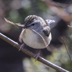 Pardalotus punctatus at Acton, ACT - 28 Aug 2017