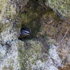 Pardalotus punctatus at Acton, ACT - 28 Aug 2017