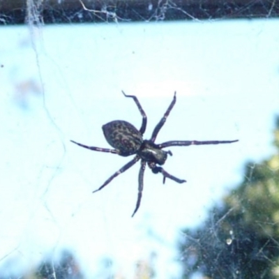 Badumna insignis (Black House Spider) at Flynn, ACT - 15 May 2011 by Christine