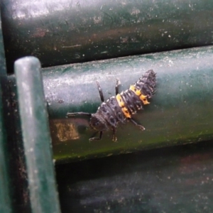 Harmonia conformis at Flynn, ACT - 11 Nov 2011 02:18 PM