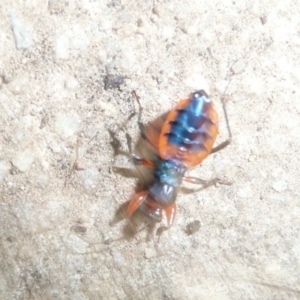 Ectomocoris patricius at Flynn, ACT - 8 Dec 2010