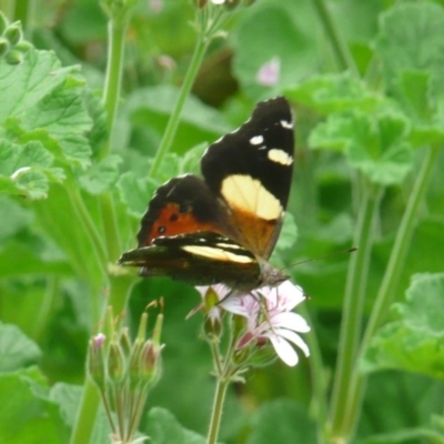 Vanessa itea (Yellow Admiral) at Acton, ACT - 27 Nov 2010 by Christine