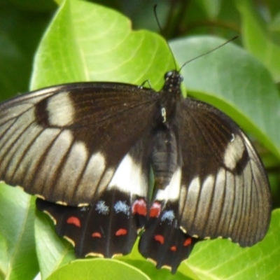 Papilio aegeus (Orchard Swallowtail, Large Citrus Butterfly) at Acton, ACT - 11 Feb 2015 by Christine