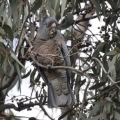 Callocephalon fimbriatum (Gang-gang Cockatoo) at Acton, ACT - 28 Aug 2017 by AlisonMilton