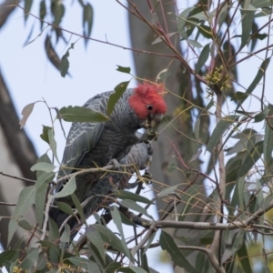 Callocephalon fimbriatum at Acton, ACT - suppressed