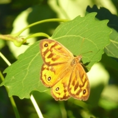 Heteronympha merope (Common Brown Butterfly) at Latham, ACT - 16 Dec 2010 by Christine