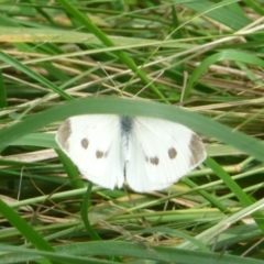 Pieris rapae (Cabbage White) at Latham, ACT - 24 Dec 2010 by Christine