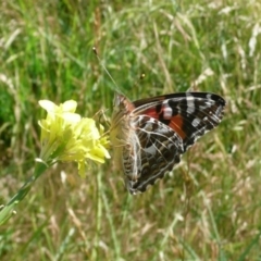 Vanessa kershawi (Australian Painted Lady) at Latham, ACT - 29 Dec 2010 by Christine