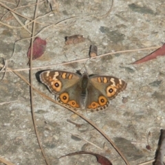 Junonia villida (Meadow Argus) at Umbagong District Park - 4 May 2011 by Christine