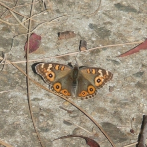 Junonia villida at Latham, ACT - 4 May 2011 10:05 AM