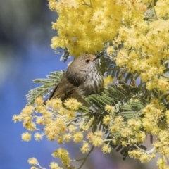 Acanthiza pusilla at Acton, ACT - 28 Aug 2017