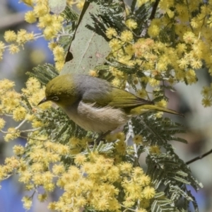 Zosterops lateralis at Acton, ACT - 28 Aug 2017